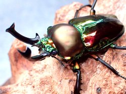 画像1: ★セール！ニジイロクワガタ♂５０mmペア★