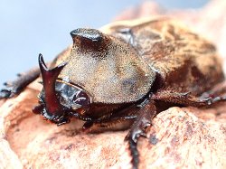 画像1: ★セール！サビイロカブト♂２９mmペア★