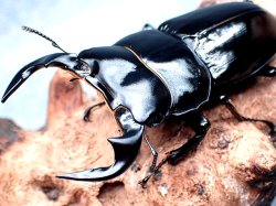 画像1: ★セール！ネパール産Ｄ,アンタエウス／幼虫４頭セット★