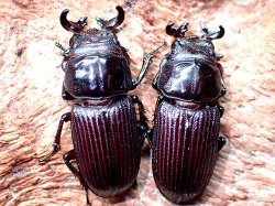 画像1: ★セール！貴重！悪石島産ルイスツノ♂１７mmペア★