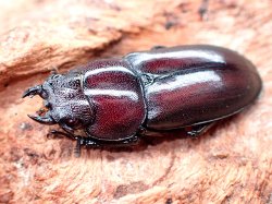 画像1: ★ＭＦ,カプレコルヌス♀２２mm単品★