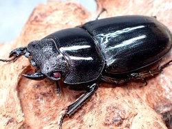 画像1: ★セール！美麗クリスタルピンクアイ！パラワンオオヒラタ♀４３mm単品★