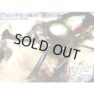 画像:  ★セール！送料込！ニジイロクワガタ♂５０mmＵＰ／１０ペアセット★