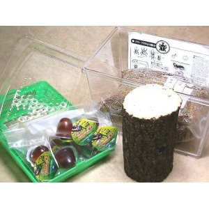 画像: ★クワガタ用飼育セット／小★