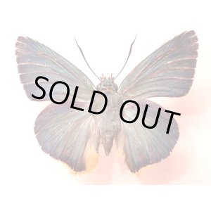 画像: ★奄美大島産アオバセセリ：２５mm標本★