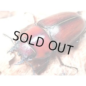 画像: ★美色血統！中之島産Ｐ,トカラ♀３７mm単品★