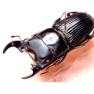 画像: ★四川省産ネブトクワガタ♂３５mm標本★