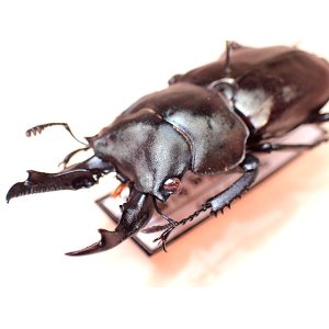 画像: ★セール！大型ＷＤ！キンオニクワガタ♂４０mm標本★