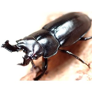 画像: ★ＷＤ！奈良県産オニクワガタ／幼虫５頭セット★