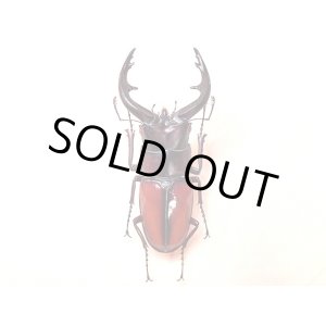 画像: ★中之島産トカラノコギリクワガタ♂６９mm標本★