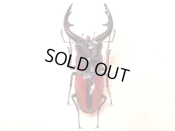 画像1: ★中之島産トカラノコギリクワガタ♂６９mm標本★