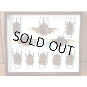 画像: ★セール！エレファスゾウカブト標本箱セット★
