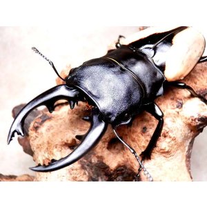 画像: ★セール！Ｏ,ブルマイスター／３令幼虫ペア★