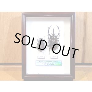 画像: ★セール！標本箱付！アトラスオオカブト♂１００mmペア標本★