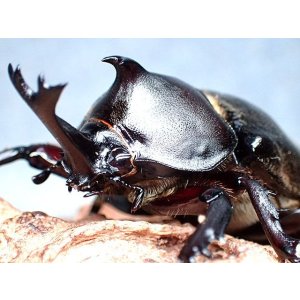 画像: ★セール！貴重！オキナワカブト／幼虫４頭セット★