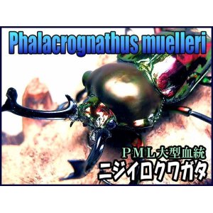 画像: ★セール！ＰＭＬ血統！ニジイロ／３令幼虫ペア★