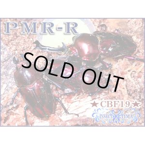 画像: ★セール！今期最高種親ＰＭＲ-Ｒ血統！ニジイロクワガタ／幼虫４頭セット★