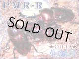 画像: ★セール！今期最高種親ＰＭＲ-Ｒ血統！ニジイロクワガタ／３令幼虫ペア★