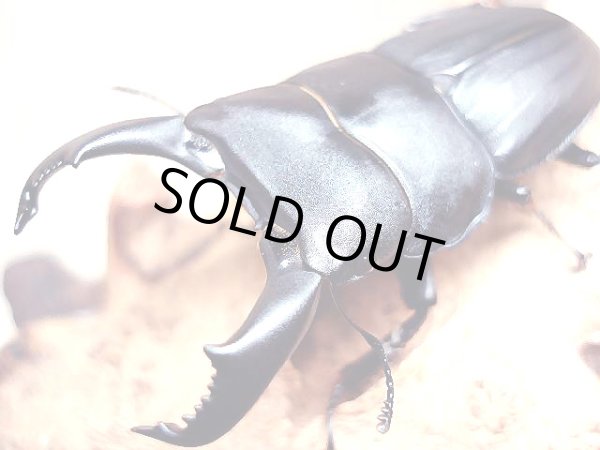 画像1: ★セール！スジブトヒラタクワガタ／幼虫１０頭セット★