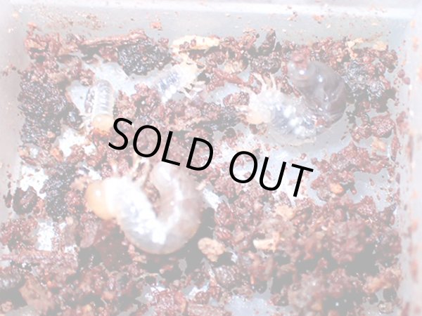 画像1: ★ＷＤ！対馬産ネブトクワガタ／幼虫４頭セット★