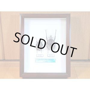 画像: ★セール！標本箱付！Ｇ,サザナミ♂６１mmペア標本★