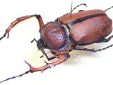 画像: ★セール！ダビディスヒメテナガコガネ♂３７mm標本★