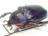 画像: ★セール！トルコヒメテナガコガネ♀３１mm標本★