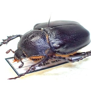 画像: ★セール！トルコヒメテナガコガネ♀３１mm標本★