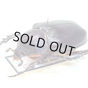 画像: ★セール！トルコヒメテナガコガネ♀３１mm標本★