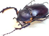 画像: ★セール！トルコヒメテナガコガネ♂３２mm標本★