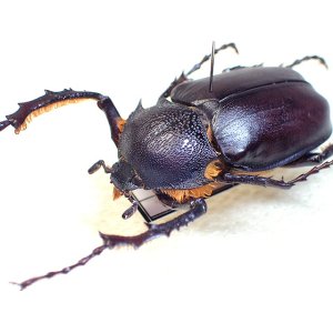 画像: ★セール！トルコヒメテナガコガネ♂３２mm標本★