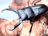 画像: ★護摩壇山産コクワガタ♂５０mmペア★