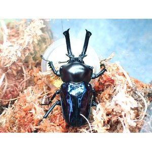 画像: ★高レベル！ＰＭ-ＢＬＵ血統／ニジイロクワガタ♂５３mmペア★