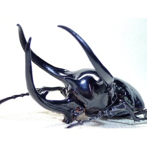 画像: ★ベトナム産！タイリクコーカサスオオカブト♂１１４mm標本★