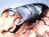 画像: ★セール！貴重！西表島産／赤翅血統サキシマヒラタクワガタ♂７２mmペア★