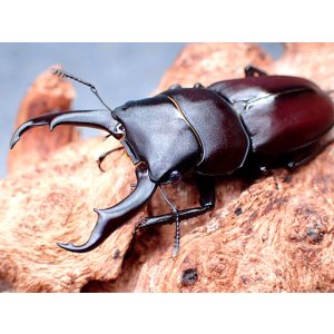 画像: ★セール！南紀大島産コクワガタ♂４７mmペア★