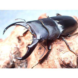 画像: ★セール！与那国島産サキシマヒラタクワガタ♂６３mmペア★