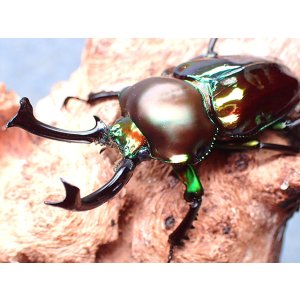 画像: ★セール！ニジイロクワガタ♂５５mmペア★