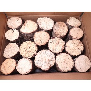 画像: ★セール！シカ，フタマタ用／産卵材１ケース：１７本入り★