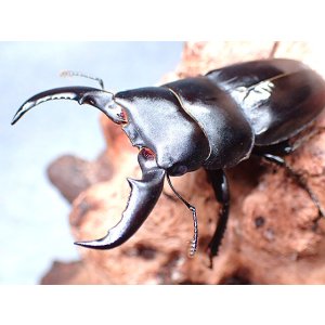 画像: ★セール！久米島産オキナワヒラタクワガタ♂６０mmペア★