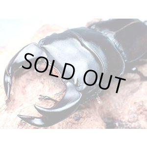 画像: ★貴重！ＤＣＨ-Ｈ５式！Ｄ,チャイナホペイ／３令幼虫ペア★