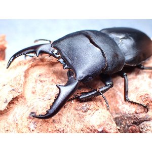 画像: ★屋久島産ヒラタクワガタ♂６５mmペア★