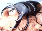 画像: ★与那国島産サキシマヒラタクワガタ♂７０mmペア★