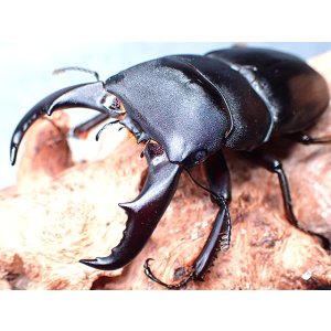 画像: ★与那国島産サキシマヒラタクワガタ♂７０mmペア★