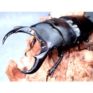 画像: ★セール！貴重！西表島産／赤翅血統サキシマヒラタクワガタ♂７３mmペア★
