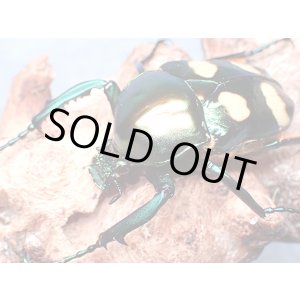 画像: ★セール！大型！ラッケリーテナガカナブン♂５０mm単品★