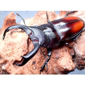 画像: ★ＷＦ１！貴重！マキシカクワガタ♂６１mmペア★