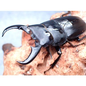 画像: ★セール！久米島産オキナワヒラタクワガタ♂６４mmペア★