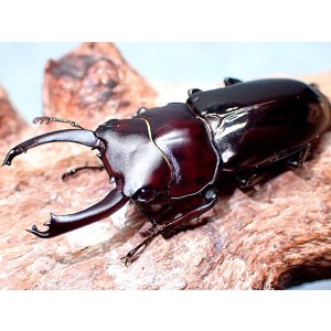 画像: ★貴重！アルナーチャル産D,フルボノタトゥス：黒化型？♂３３mmペア★