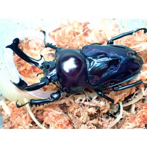 画像: ★高レベル！ＰＭ-ＢＬＵ血統／ニジイロクワガタ♂５８mmペア★